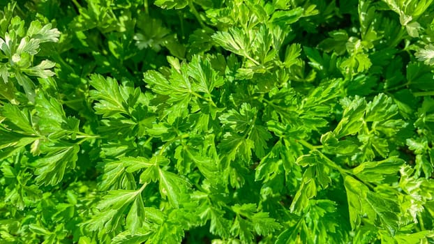 green parsley in the garden top view texture.