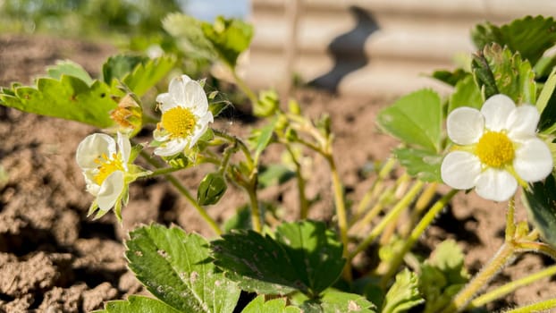 blooming strawberries on a plowed bed.