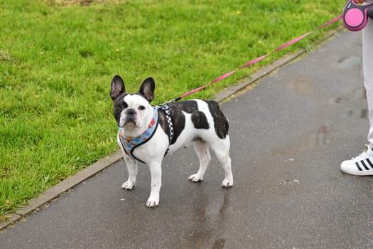 Moscow, Russia - 13 May. 2022. Pedigree french mini bulldog walking with an owner