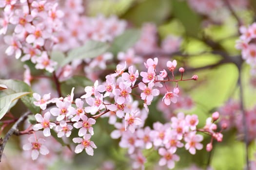 Beautiful Pink blooming bird cherry in an early spring