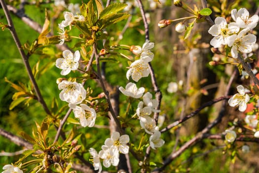 Blooming cherry branch in defocus