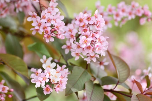 Beautiful Pink blooming bird cherry in an early spring