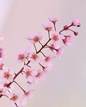 Beautiful Pink blooming bird cherry in an early spring