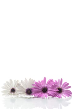 Beautiful white and purple Osteospermum flowers, isolated on white background