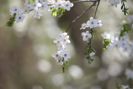 Blur spring blossom background. Spring banner, branches of blossoming cherry on nature outdoors. Dreamy romantic image spring, landscape panorama, copy space.