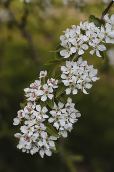 Blur spring blossom background. Spring banner, branches of blossoming cherry on nature outdoors. Dreamy romantic image spring, landscape panorama, copy space.