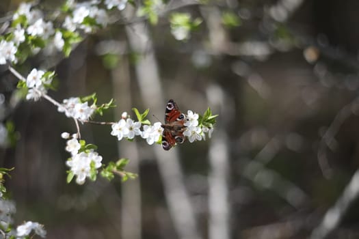 Branches of blossoming cherry macro with soft focus on gentle light nature background in sunlight with copy space. Beautiful floral image of spring nature panoramic view