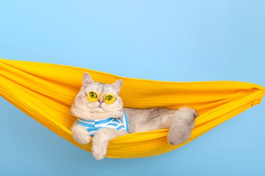 Adorable stylish white cat in yellow glasses and a blue striped T-shirt is resting in a yellow fabric hammock, on a blue background, looking away. Close up. Copy space