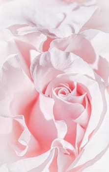 Pale pink white rose flower. Macro flowers background for holiday brand design