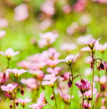 Delicate white pink flowers of Saxifrage moss in the spring garden. Floral background