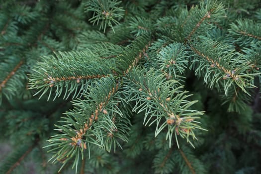 Green coniferous tree shot close-up.