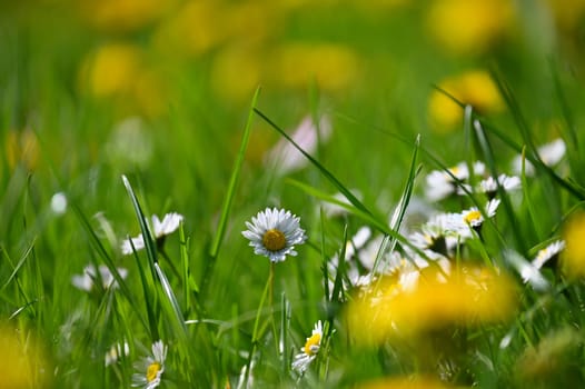 Daisy flower. Beautiful spring background. Nature with flowers in the grass. Morning dew with sunshine in the forest. Concept for ecology and environment