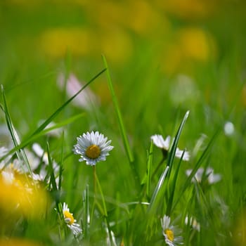 Daisy flower. Beautiful spring background. Nature with flowers in the grass. Morning dew with sunshine in the forest. Concept for ecology and environment