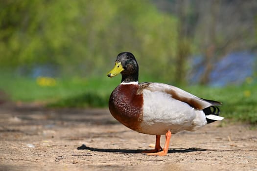 Mallard. Wild duck on the shore of a pond. Male-duck. (Anas platyrhynchos)