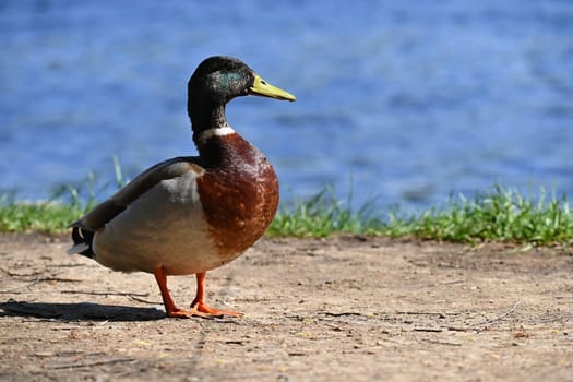 Mallard. Wild duck on the shore of a pond. Male-duck. (Anas platyrhynchos)