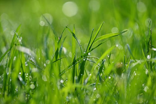 Green nature. Beautiful close up photo of nature. Green grass with dew drops. Colorful spring background with morning sun and natural green plants.