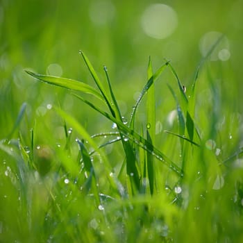 Green nature. Beautiful close up photo of nature. Green grass with dew drops. Colorful spring background with morning sun and natural green plants.