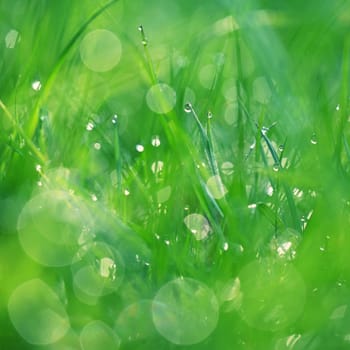 Beautiful nature background with grass and morning dew. Sunbeams of the morning sun with water drops. Concept for nature and environment