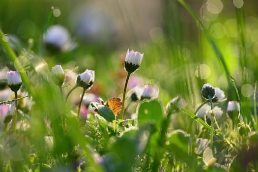 Daisy flower. Beautiful spring background. Nature with flowers in the grass. Morning dew with sunshine in the forest. Concept for ecology and environment