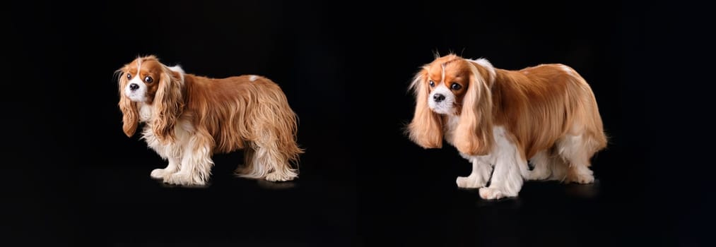 Cavalier King Charles spaniel comparative photo with a view of the dog before grooming and after