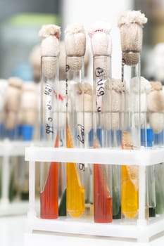 Laboratory glass test tubes filled with orange liquid for an experiment in a science research lab. Analyzes