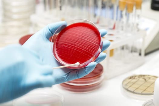 lab technician hand planting a petri dish. Laboratory, research, analysis. Close-up