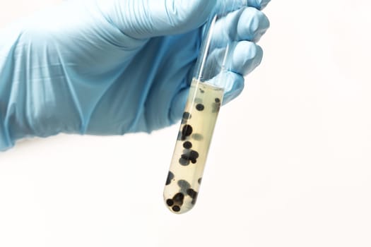 chemical test tube in hand on white isolated background. Analyzes. Laboratory
