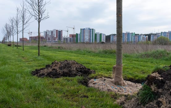 A sapling of young trees is planted in a city park. Newly created alley of young trees in the park. City landscape design concept. seedling ready for planting in city park, landscaping concept