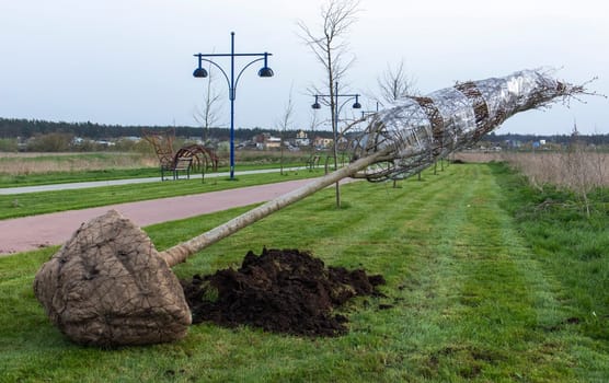 A sapling of young trees is planted in a city park. Newly created alley of young trees in the park. City landscape design concept. seedling ready for planting in city park, landscaping concept