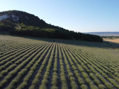 Lavender field with blooming flowers aerial view drone purple field against blue sky summer sun sunset. Lavender Oil Production. Lens flare. Field with lavender rows. Aromatherapy. Relax. Front view