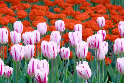 a bulbous spring flowering plant of the lily family, with boldly colored cup-shaped flowers.