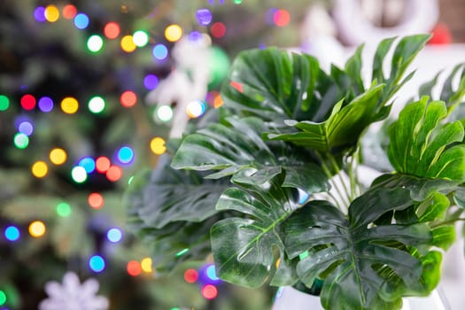 Large leaves of a monstera plant against a background of lit colorful Christmas tree lights. The second plan blurred with a photographic bokeh effect.