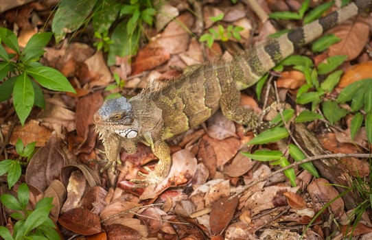 Top view of green iguana on brown dry leaves looking suspiciously at camera with blurred background and copy space.