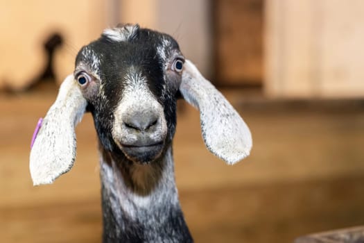 Funny face small goat, bicolor goat, Domestic goat, goat portrait.