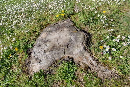 Trunk cut in the middle of a meadow full of daisies. Logging.