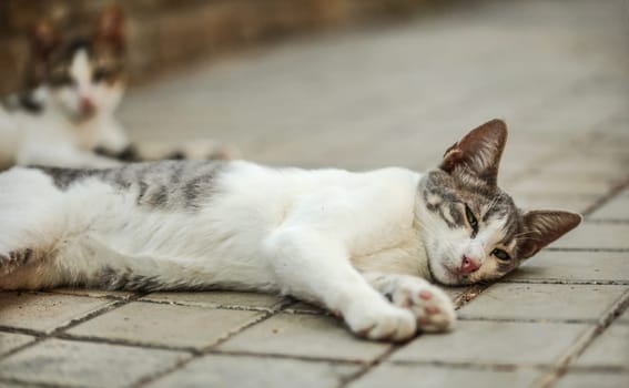 Dirty white and gray stray cat laying on her side, waking up, eyes half open. Another blurred one in background on tiled pavement.