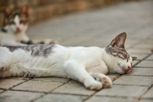 White and gray stray cat laying on side, sleeping on pavement.