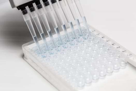 Pipette depositing samples into a 96 well micro-plate. Laboratory, research, analysis. Close-up