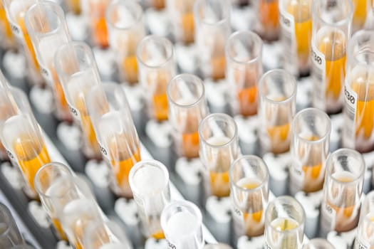 Laboratory glass test tubes filled with orange liquid for an experiment in a science research lab. Analyzes