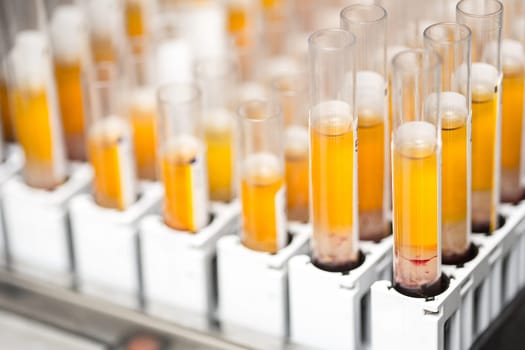 Laboratory glass test tubes filled with orange liquid for an experiment in a science research lab. Analyzes