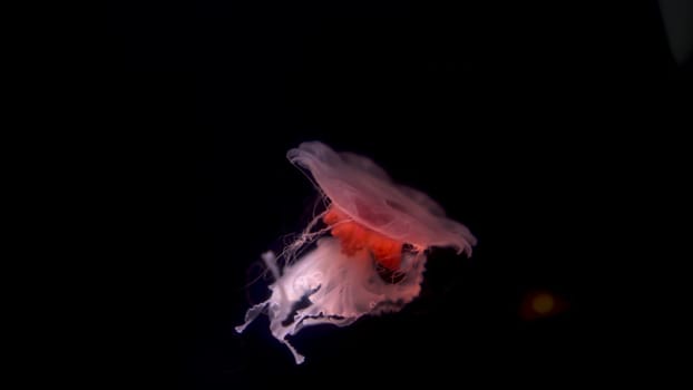 Lonely pink jellyfish slowly swims in the dark. 4k