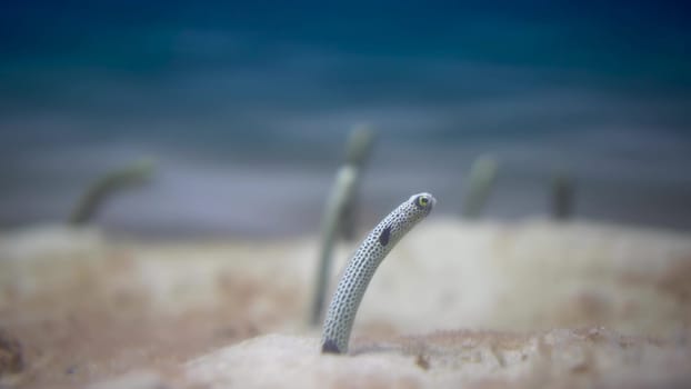 Congridae peeking out of the sand. Eels from at the bottom of the sea. Exotic fish underwater. 4k