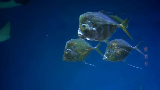 A group of ordinary selenium swims in an aquarium on a blue background. Aquarium for exotic fish. 4k