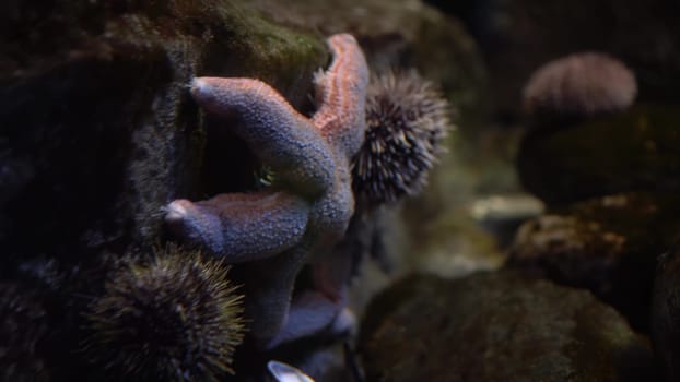 A beautiful sea star rests on the rocky reef beneath the ocean's surface. Big starfish in the aquarium. 4k