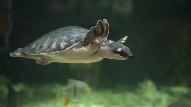 Pig-nosed turtle swims in the aquarium. Sea turtle swims underwater. 4k