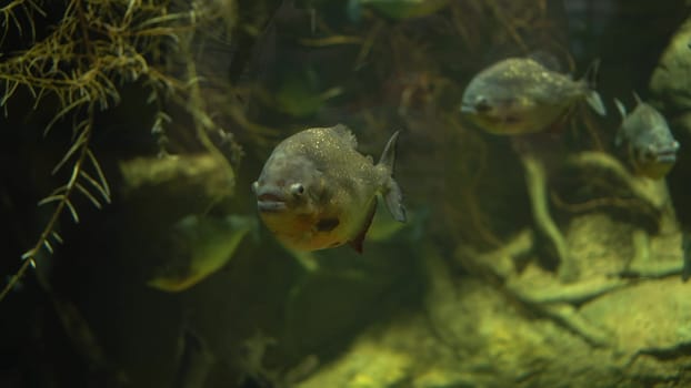 Piranhas swim in muddy water among tree roots. Underwater photography of predatory fish. 4k