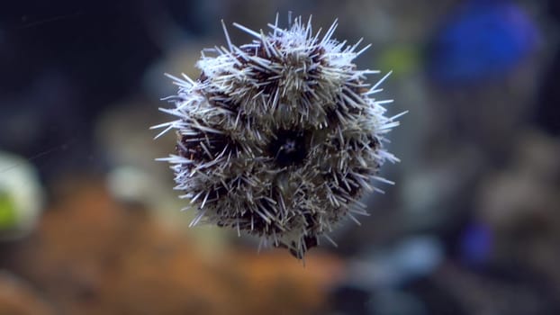 Sea urchin stuck to the glass in the aquarium. Sea urchin underwater in an aquarium. 4k