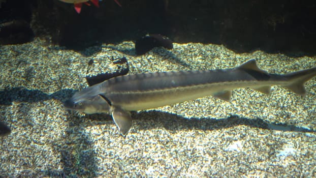 In this video, an impressive sturgeon searches for food on the bottom of the river. The camera captures the sturgeon's powerful movements as it navigates through the rocks and sand. 4k