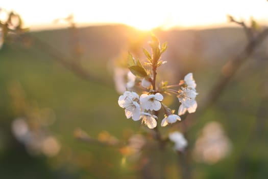 Blur spring blossom background. Spring banner, branches of blossoming cherry on nature outdoors. Dreamy romantic image spring, landscape panorama, copy space.