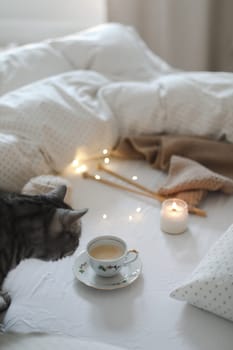 Purebred scottish straight shorthair cat sitting on bed next to a cup of coffee, Breakfast in bed concept